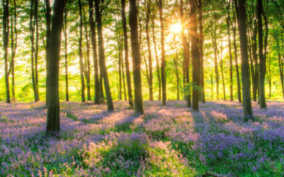 Terence Mckenna y la resurrección de la Luz