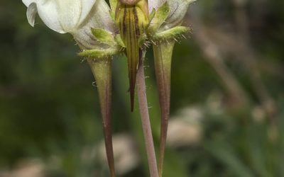 Linaria subbaetica, una nueva flor descubierta en las sierras subbéticas