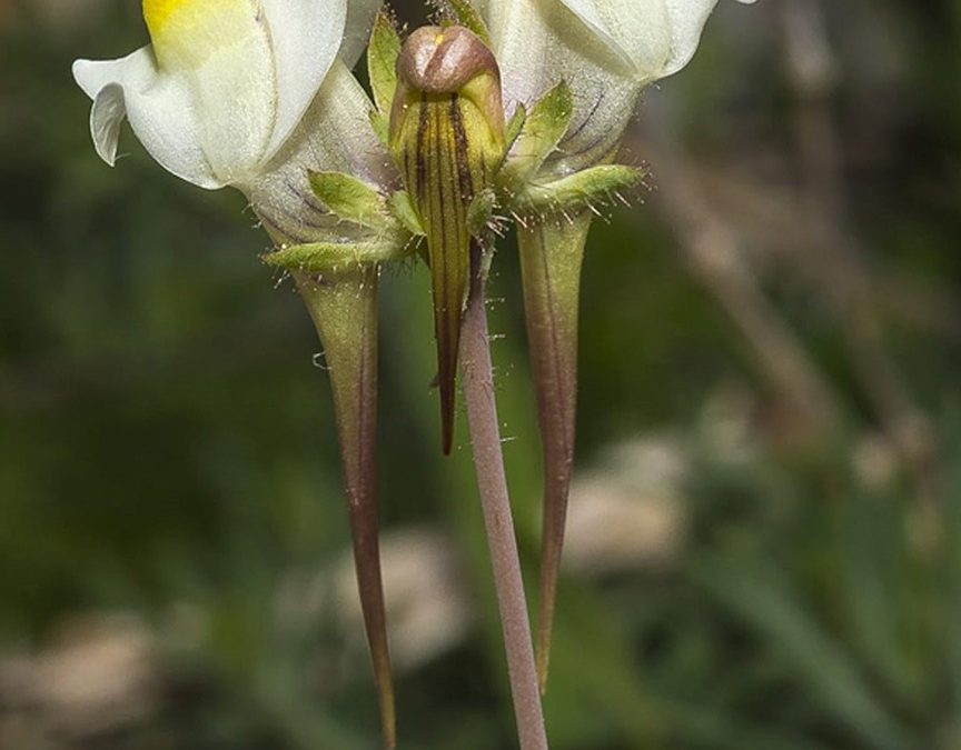 Linaria subbaetica, una nueva flor descubierta en las sierras subbéticas