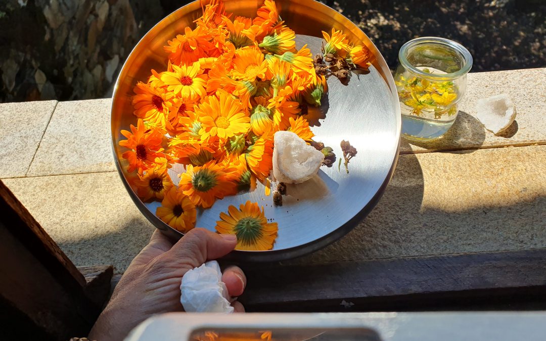 Buenas hierbas para acompañar tu vida cotidiana