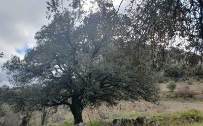 Otoño 25. Comienza la séptima temporada del Proyecto Arrendajo en la Subbética cordobesa