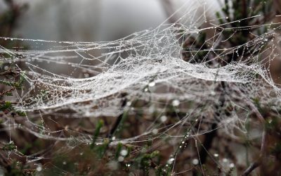 Tucker Carlson sobre el mal